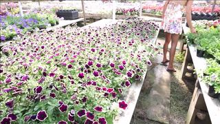 hollyhotwife Beautiful female strips and jerks off