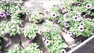 hollyhotwife Beautiful female strips and jerks off