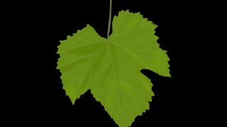 Doris Dawn luxurious mare caresses hairy cunt