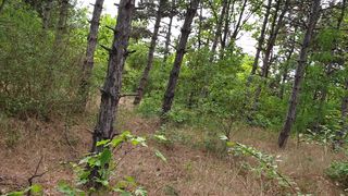 HuyasandChloe cute bitch masturbates with a vibrator