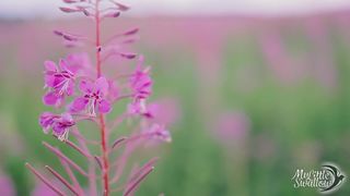 My Little Swallow  big tits and wet pussy