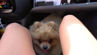 Elise aka Siswet19  Extravagant brown-haired