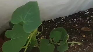 Eva Notty onlyfans  blonde fucks both holes