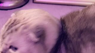 missymdi manyvids onlyfans Blissful confused