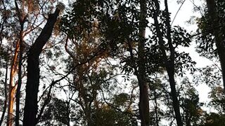 sexymatureaussielady manyvids onlyfans fat chick fucks cunt with phallus