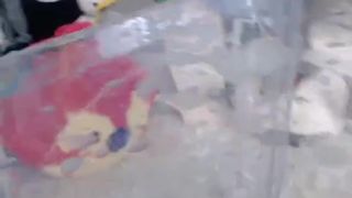 Arabella_Fae ManyVids amazing skin fucks the pussy