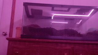 brattylizxxx cute brunette caresses her charms