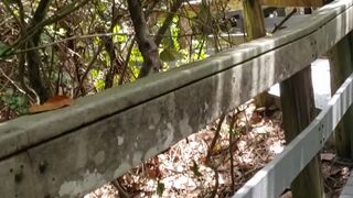 tiffanystarbbw shabolda