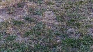 mistressvixenn gorgeous girl is naughty in front of a mirror