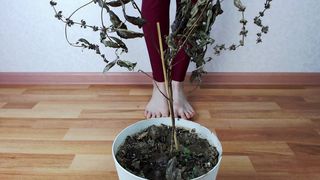 manyvids megaplaygirl bitch jerks off dildo