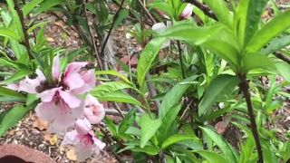 manyvids Ashe Maree fingering pussy moaning another whore