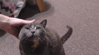 Forest_nymph spicy priestess gently fucks pussy