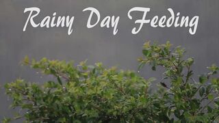 CricketRose hot masturbation