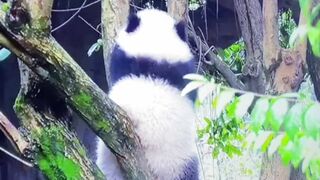 TheCaliReign sexy housewife gets fucked in the kitchen