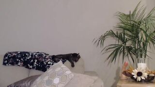 mselleswt cute brunette girl licks dildo