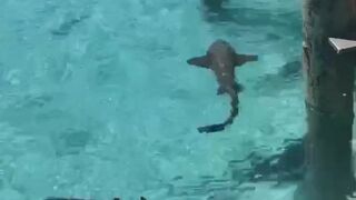 cjmiles onlyfans Graceful devil