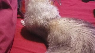 synful420 drunk shows her tits