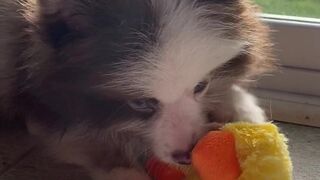 elianarose onlyfans beauty pulls the clitoris with a vibrator