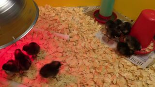 nickeyhuntsman  01 December 2020