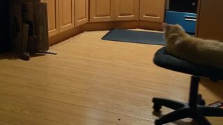 charlotte cute brown