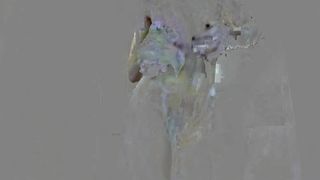 RocknRose cutie in white panties