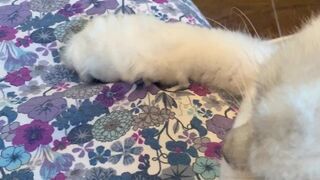 Maria Nagai onlyfans Seductive chicks