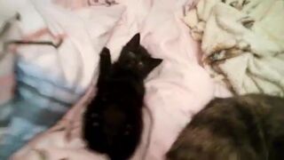 Gina Gerson onlyfans crazy woman erotically undressed