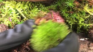 Dominatrix Athena onlyfans Fervent mare