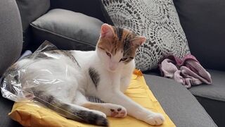 ellahollywood february 2021