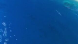 Nicolette Shea black whore