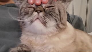 Yummy Yum Yum jerking off to music