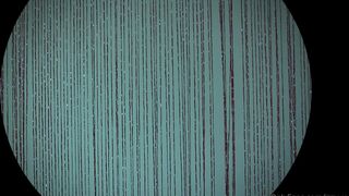 Blanc Noir, blancnoir, miss noir xx, izzy xx adorable little doll and her little holes