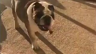 Anna Bell Peaks (AnnaBellPeaks) onlyfans Hot doll strips in the kitchen