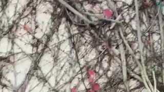 phoenixskye onlyfans Beautiful online playing with a giant toy