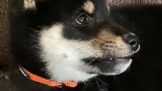 Jessica Nigri onlyfans American whore fucking with a toy