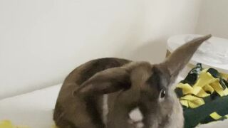 Chloe Spencer aka Ch111oe onlyfans Sexy nackter Teenie im Online-Video