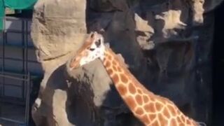 Lana Rhoades onlyfans Russian gymnast shows exotic poses