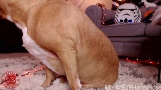 helloharley chaturbate 2_03_2022 Newest camrecords 2022
