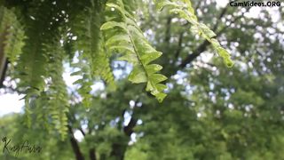 AuroraXoxo Slim model strips in the woods