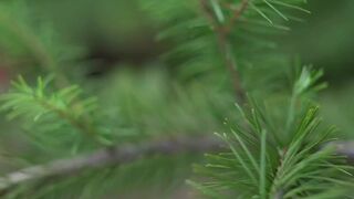 Linny Hill aka linny_hill onlyfans Slut shows his designed holes