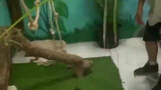 bwctravelvids onlyfans Sexy babe undresses on camera