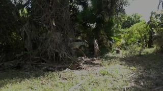 clips4sale Family Manipulation - Camping Creampie for Sis 480p