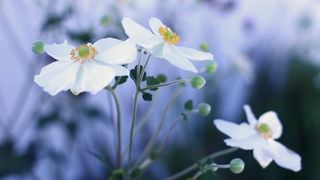 Cyncyncyn SpookyZone TRAVEL COLLECTION PROMO 2 1080p