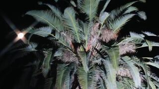 Bella Thorne aka bellathorne onlyfans predatory panther craves to cum in the process of jerking