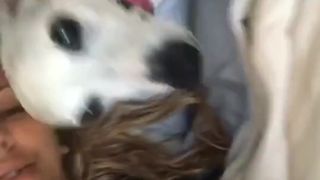 Cherie DeVille   hot beast jerking her shaved cunt