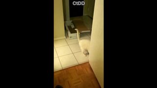 dirtykristy the nipple with big boobs fascinates the look