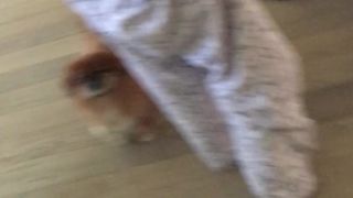 Sophie Dee  bitch with big tits rides vagina toy