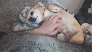 arabella_fae seductive babe fucks both holes