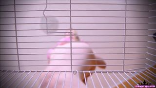 Goddess Isabel manyvids stocking babe shows elastic tits