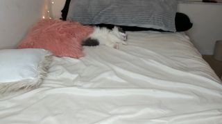 ravendevine  Busty krala